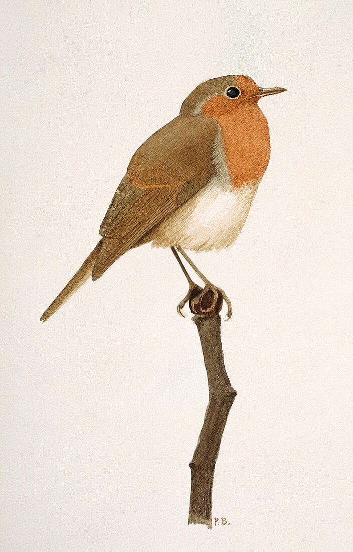 European robin,artwork