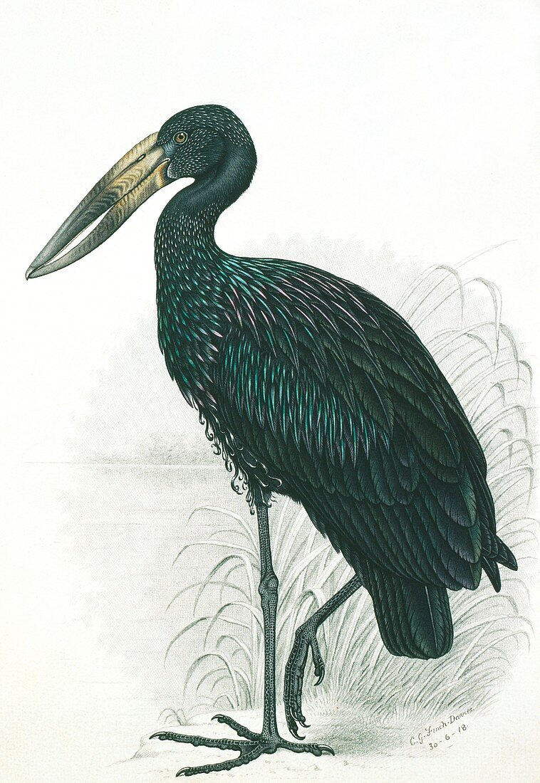African open-bill stork,artwork
