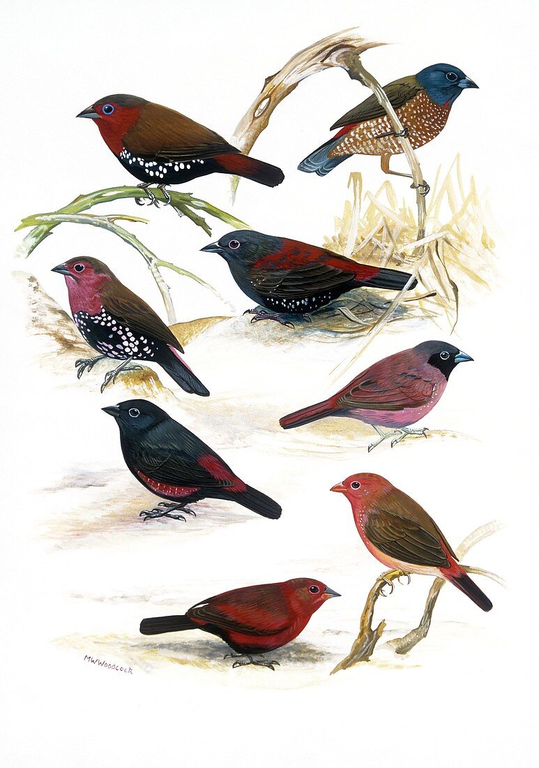 Estrildid finches,artwork