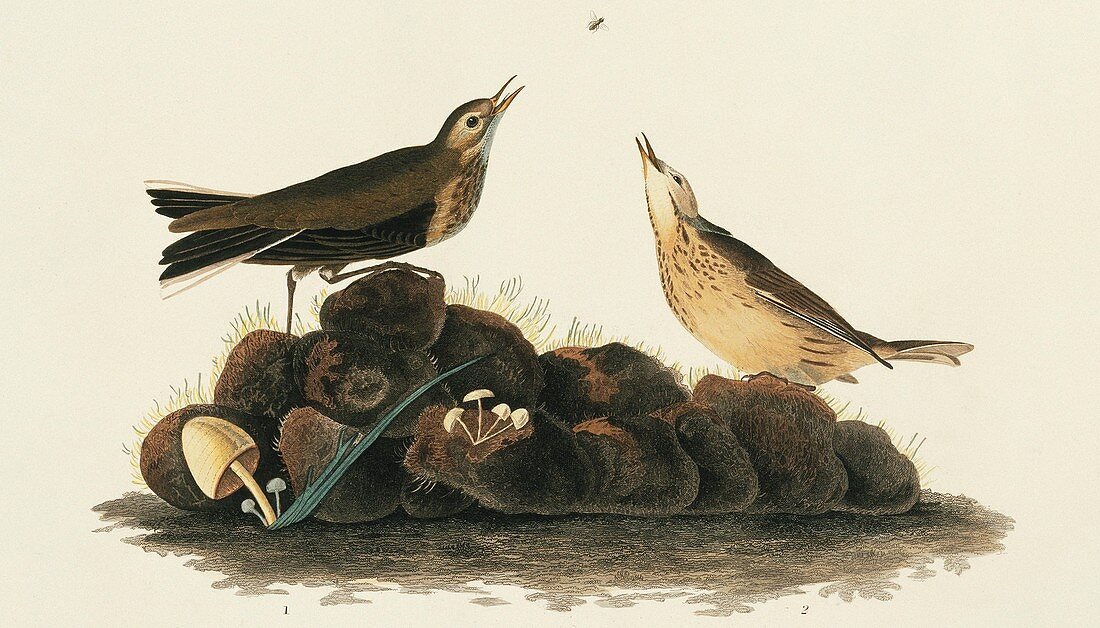 Two Water Pipit,artwork