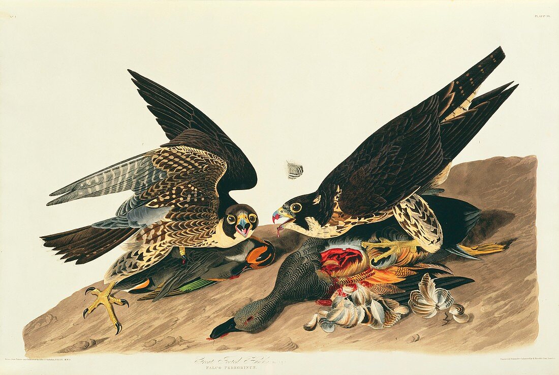 Peregrine falcons,artwork