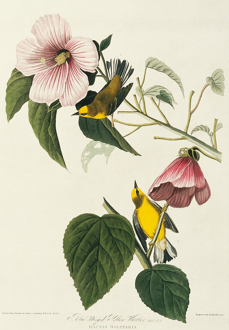 Blue-winged warblers,artwork