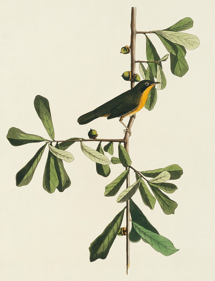 Common yellowthroat,artwork
