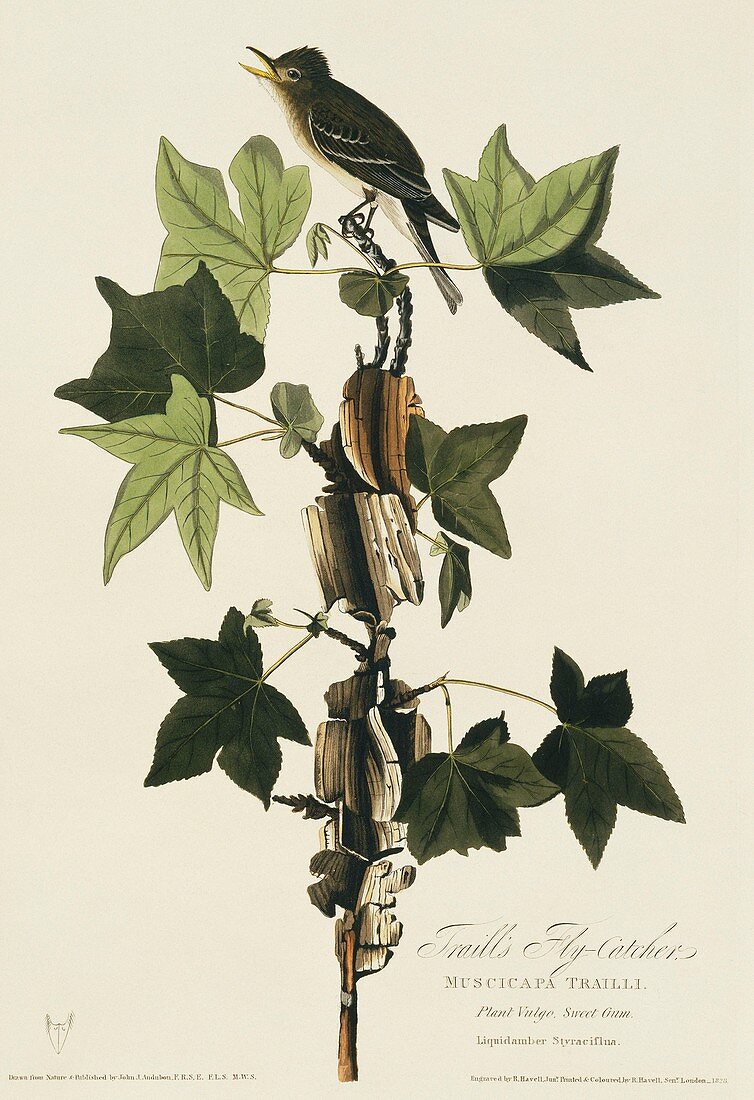 Willow flycatcher,artwork