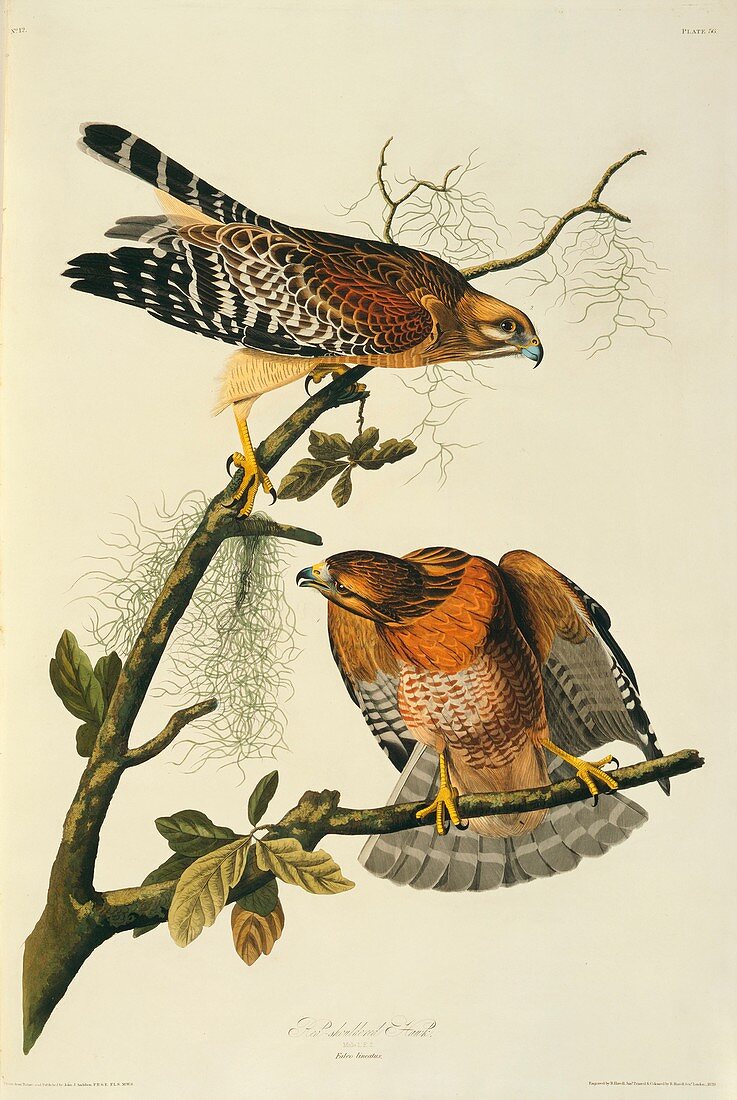 Pair of red-shouldered hawks,artwork