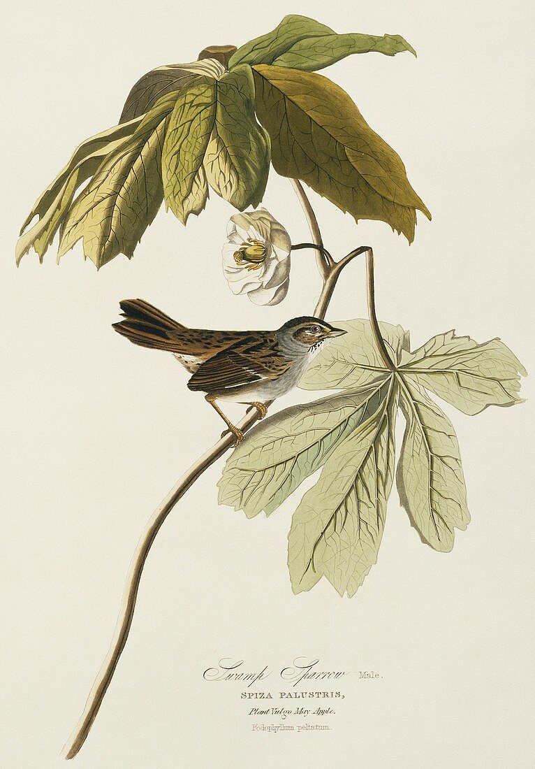 Swamp sparrow,artwork