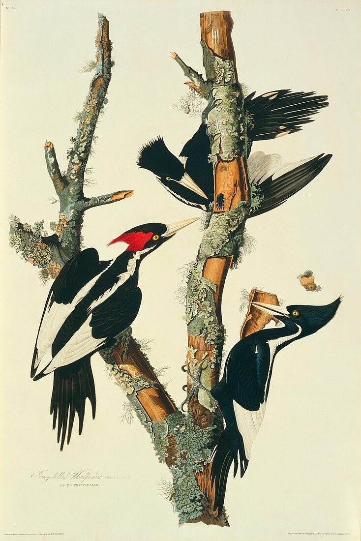 Three ivory-billed woodpeckers,artwork