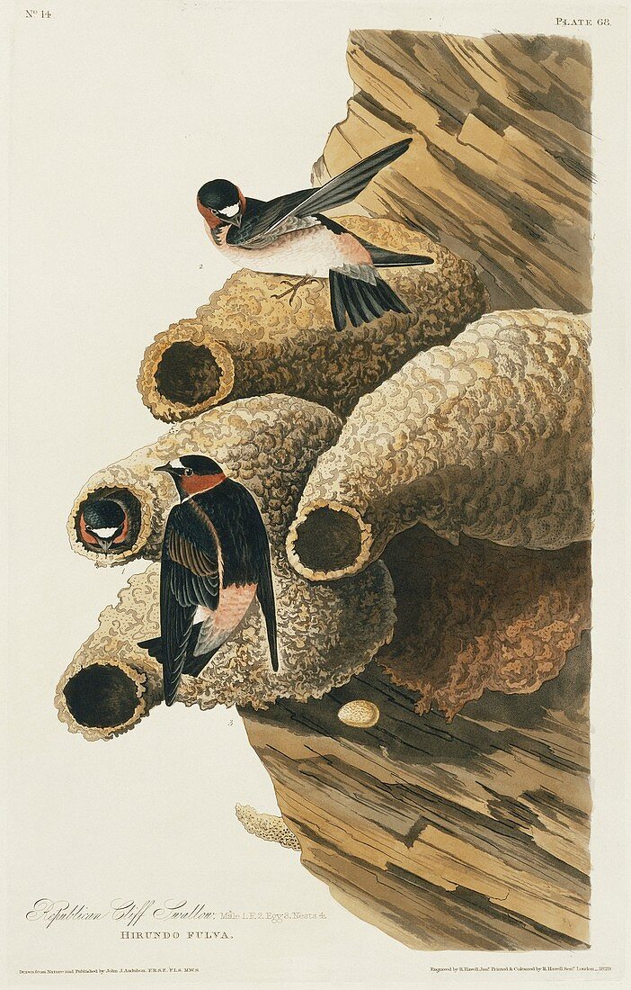 Cliff swallows nesting,artwork
