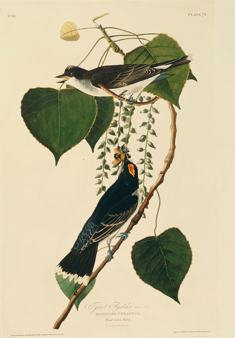 Eastern Kingbirds,artwork