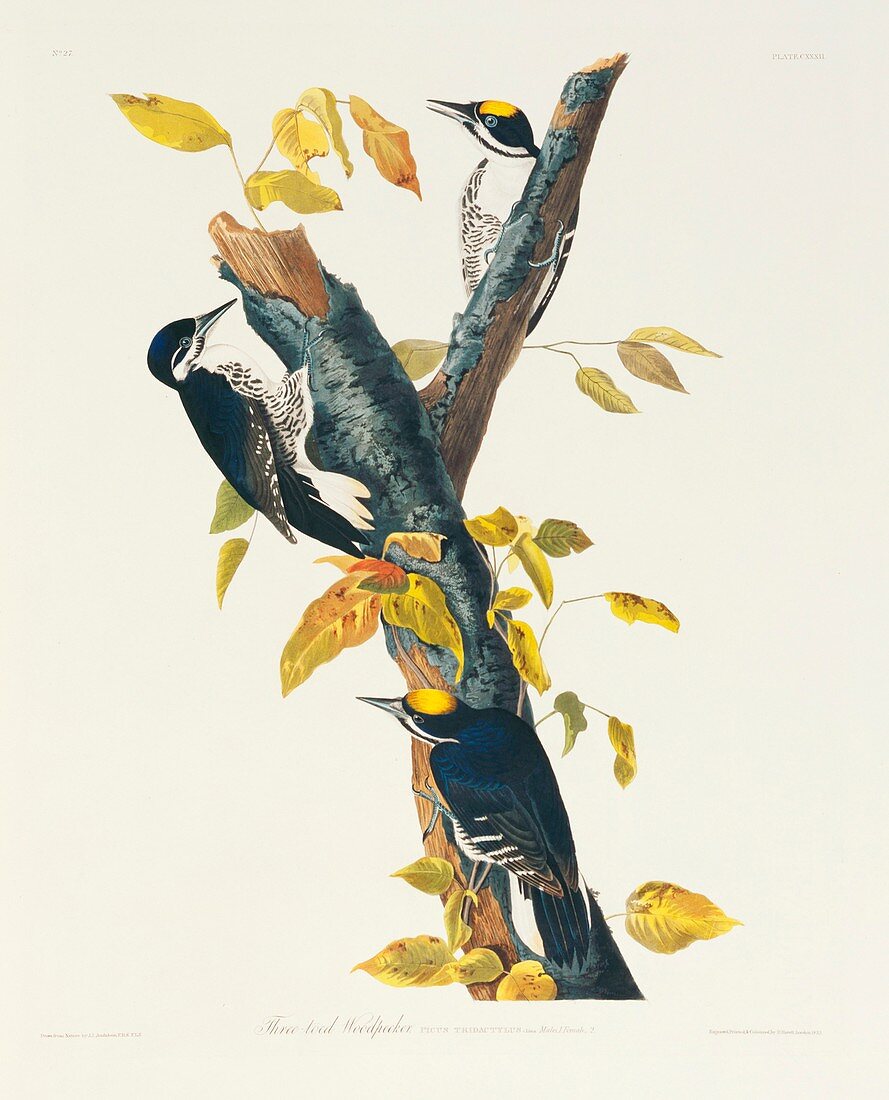 Black-backed woodpeckers,artwork