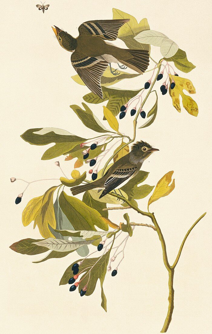Acadian flycatcher,artwork