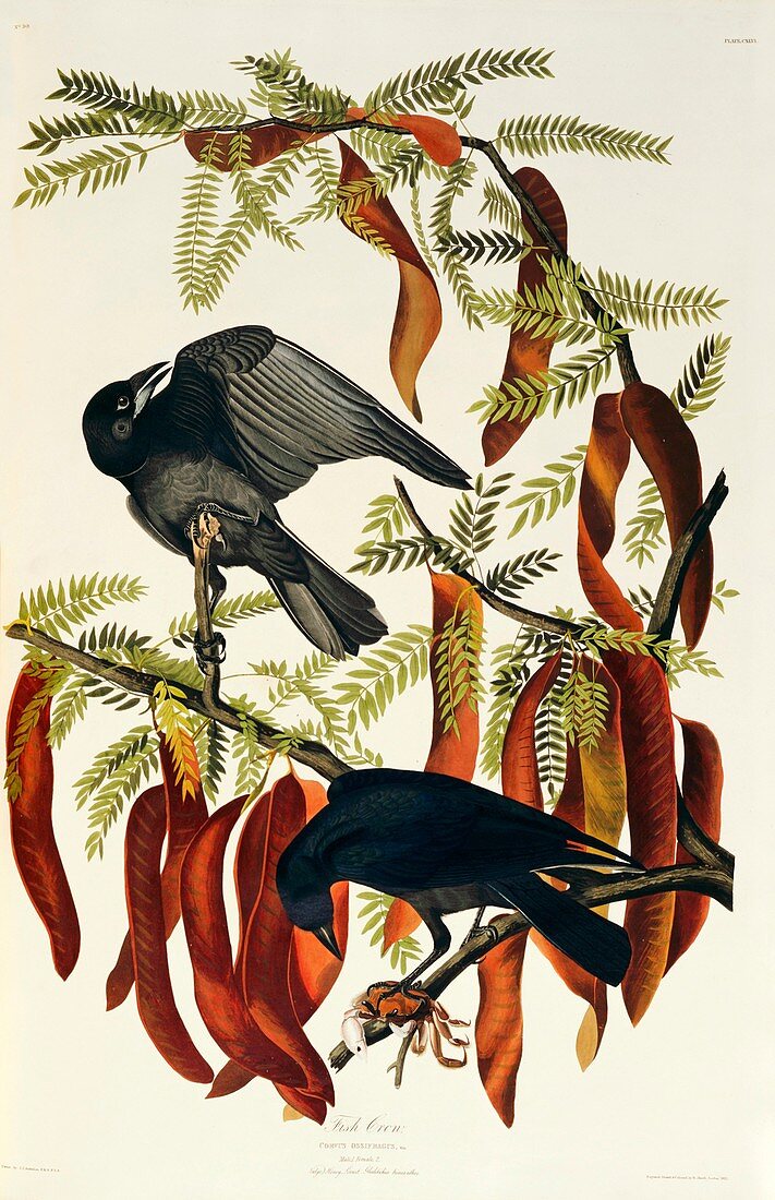 Fish crow,artwork
