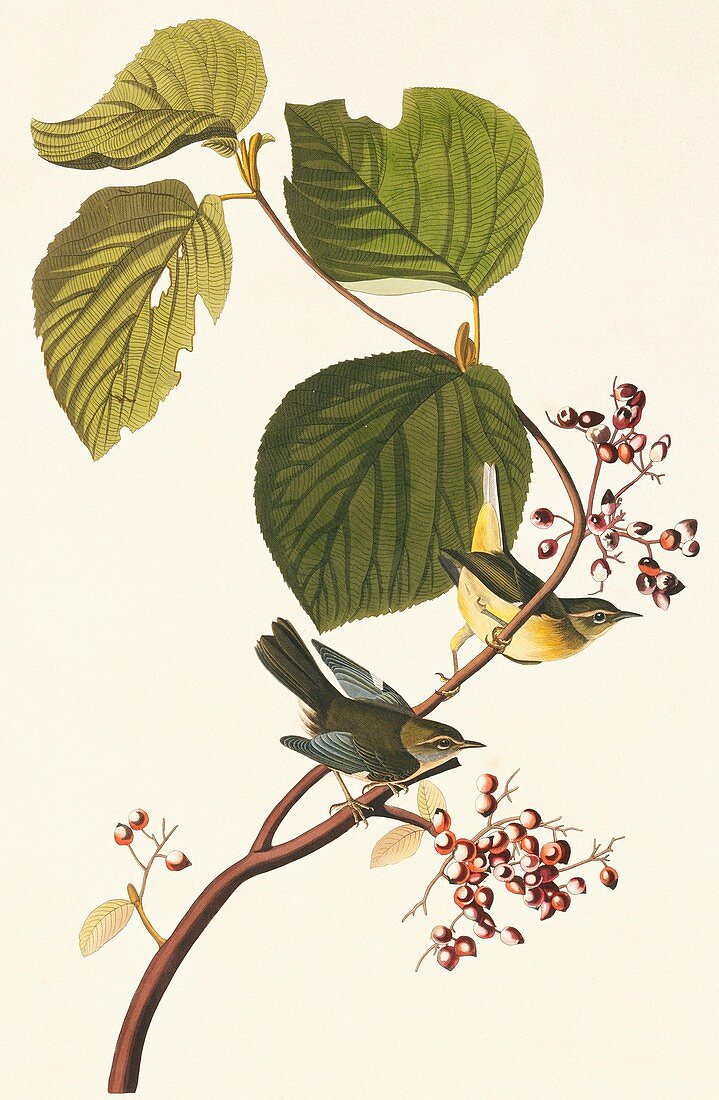 Black-throated blue warbler,artwork