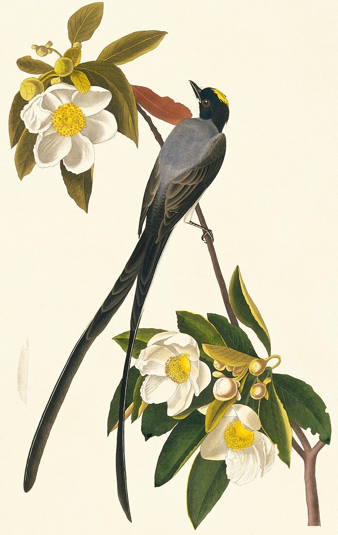 Fork-tailed flycatcher,artwork