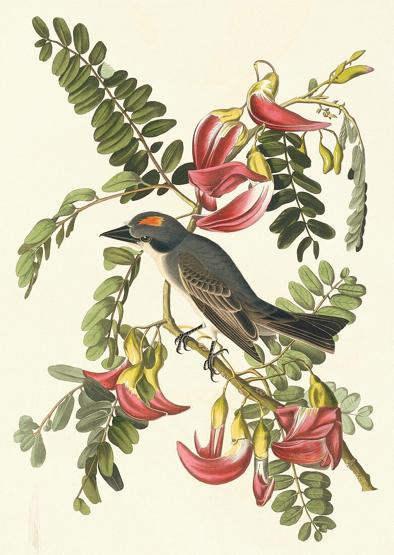 Grey kingbird,artwork