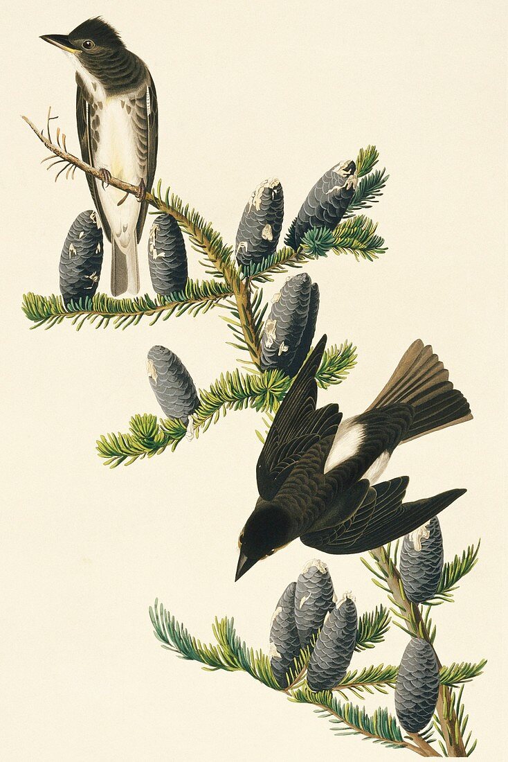 Olive-sided flycatcher,artwork