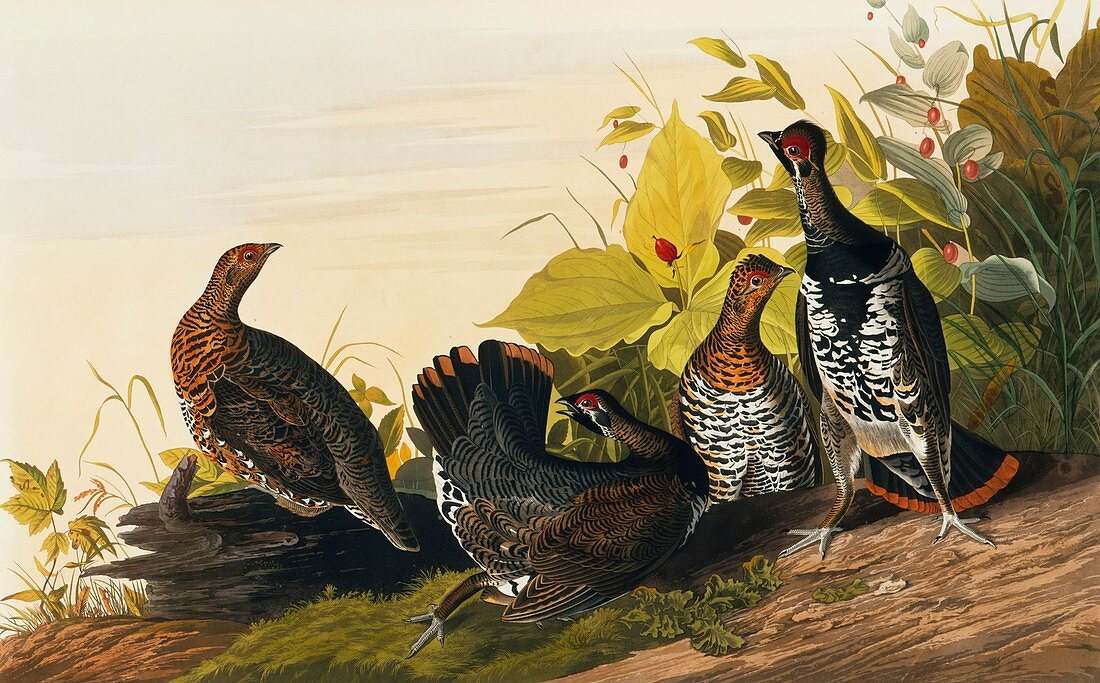 Spruce grouse,artwork