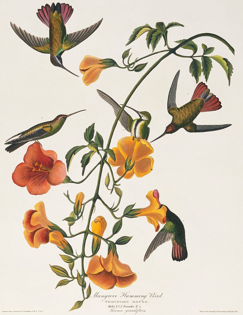Black-throated mango hummingbird,artwork