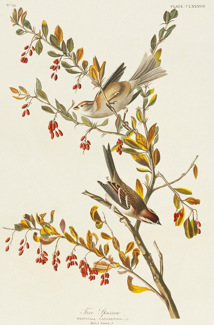 American tree sparrow,artwork