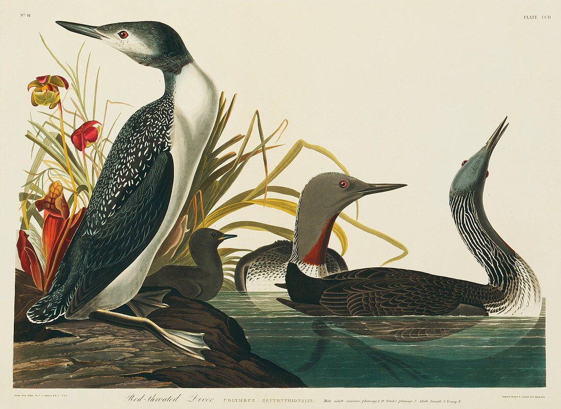 Red-throated diver,artwork