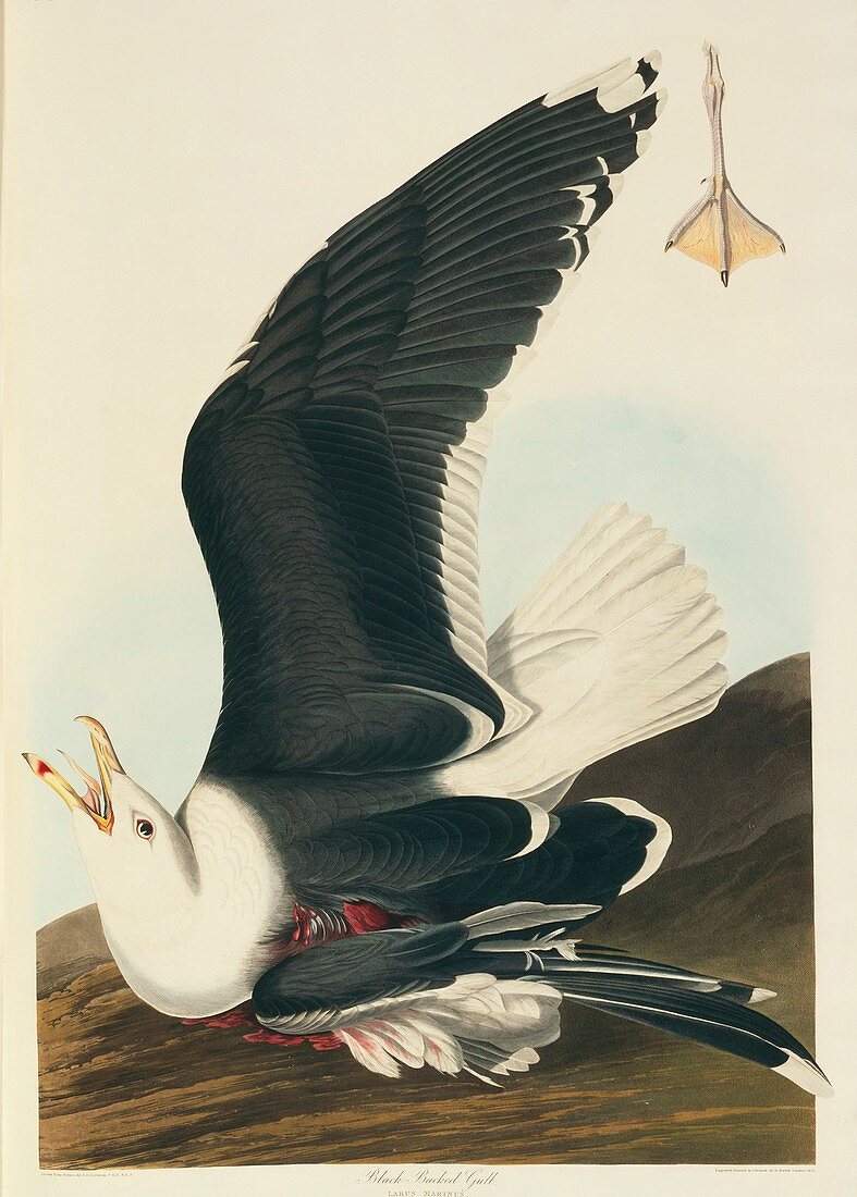 Great black-backed gull,artwork