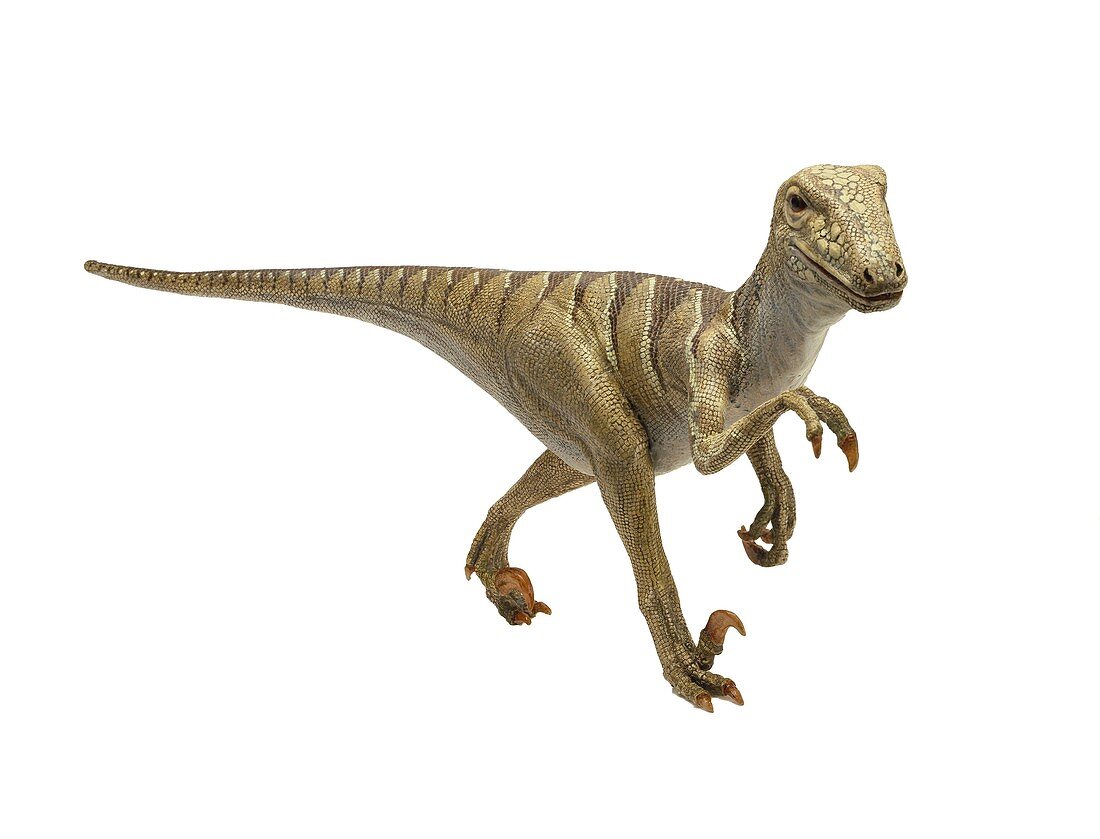 Deinonychus dinosaur model