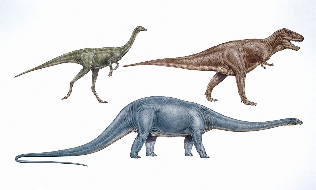 Gallimimus,Tyrannosaurus and Diplodocus