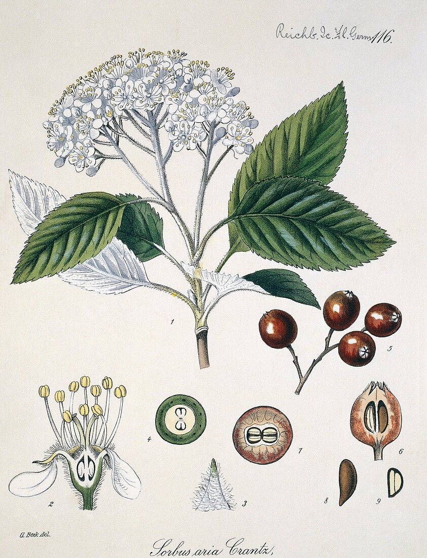 Whitebeam Sorbus aria,artwork