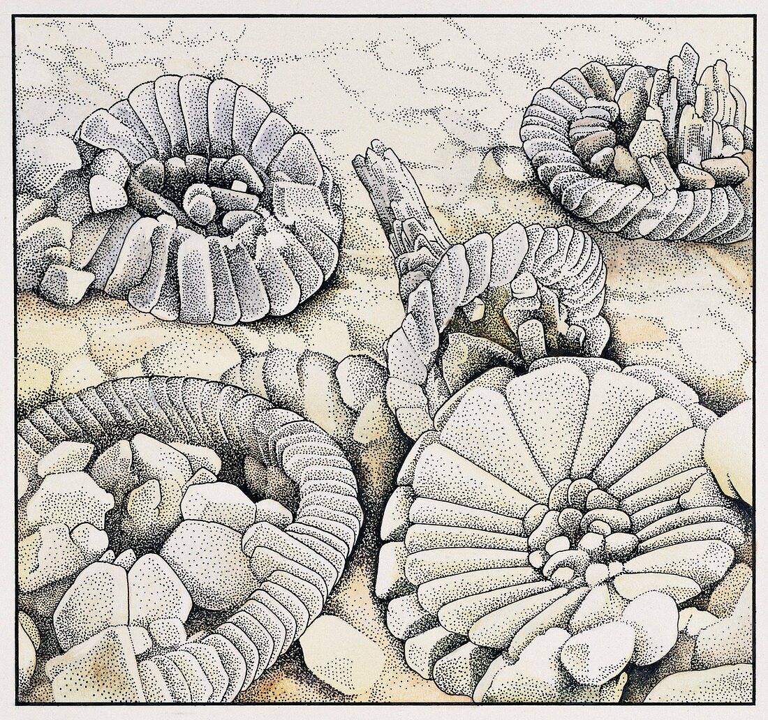 Chalk coccolith micro-fossils