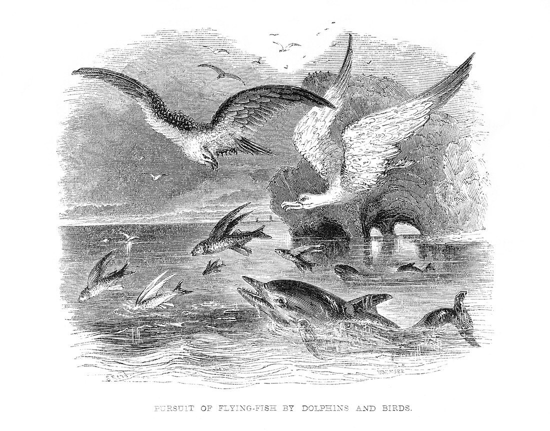 Marine predators hunting fish,1846