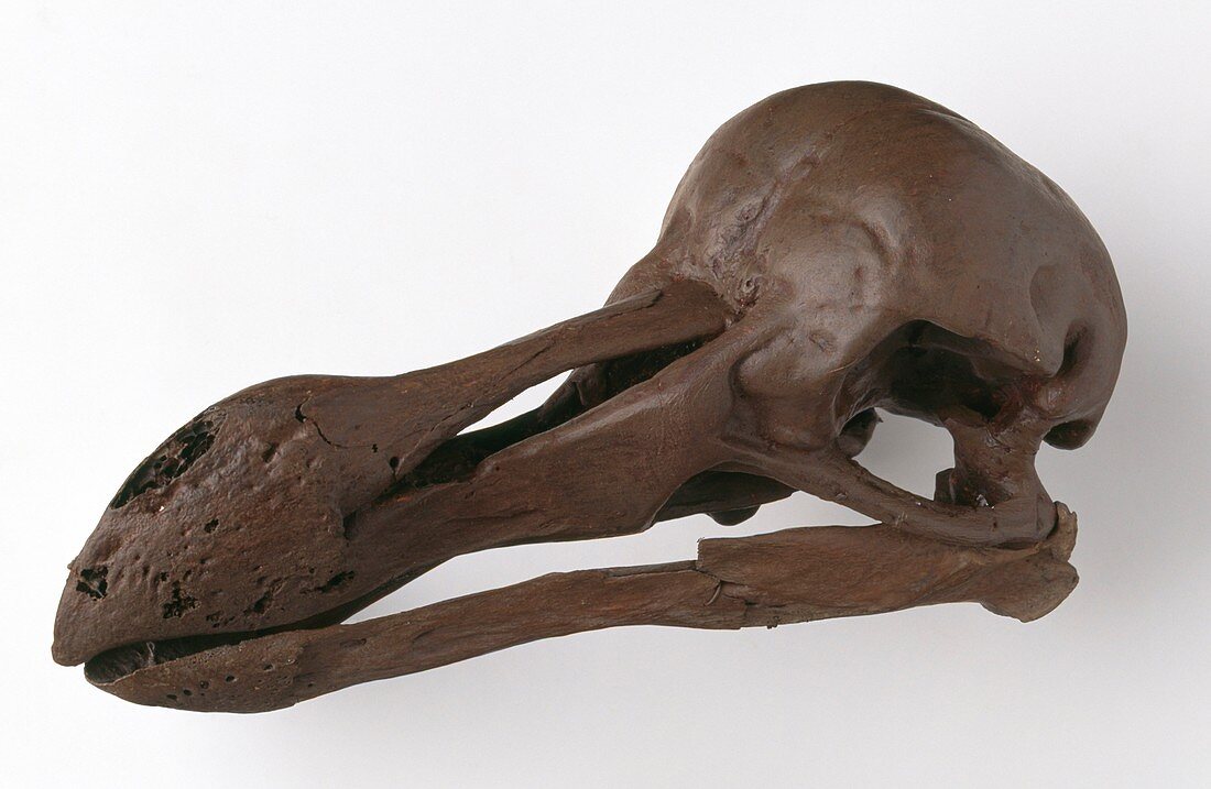 Dodo skull