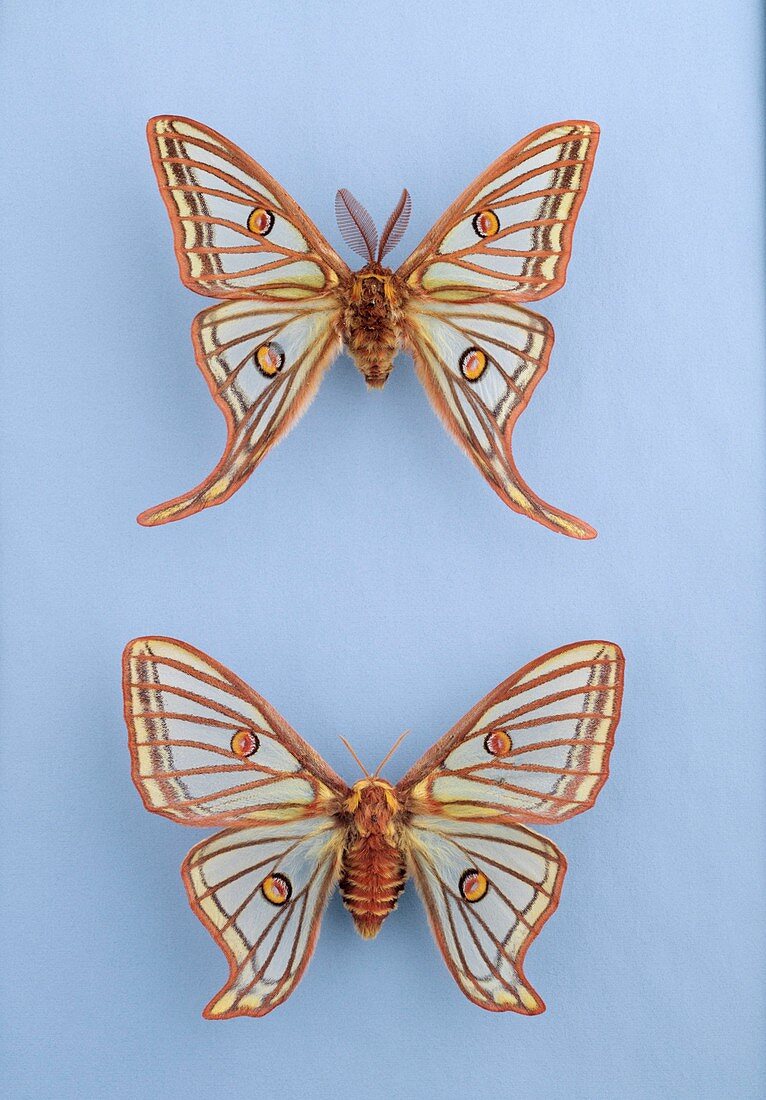 Spanish moon moths