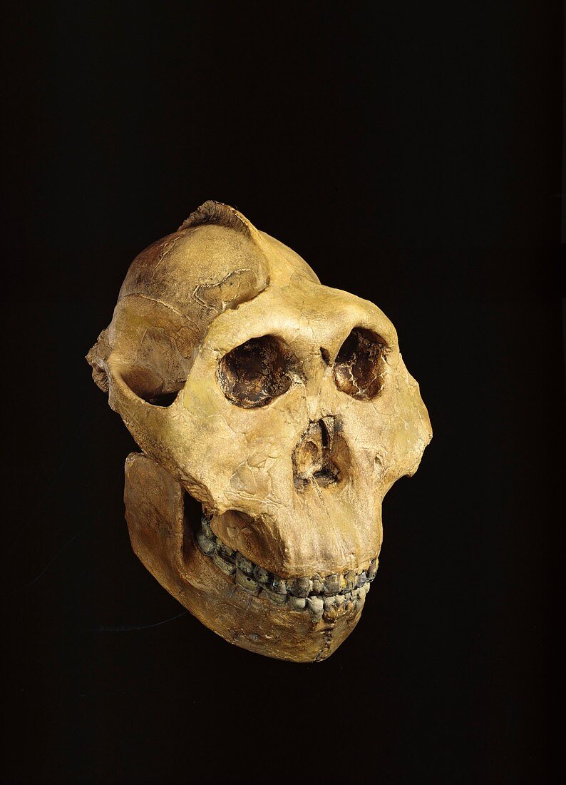 Paranthropus boisei skull (OH5)
