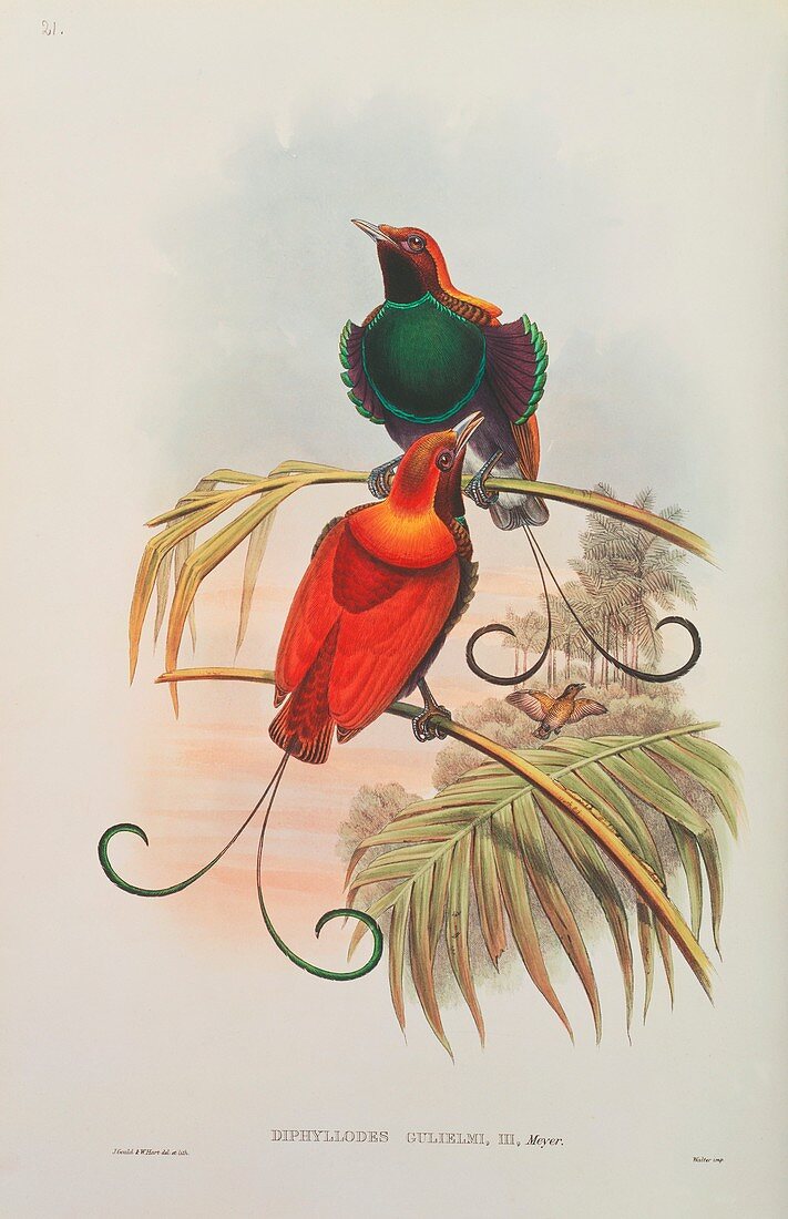 King of Holland Bird of Paradise,artwork