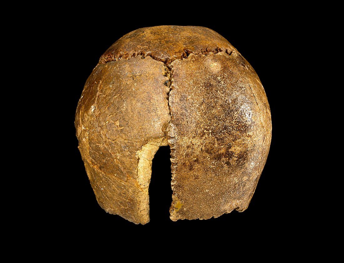 Neanderthal cranium