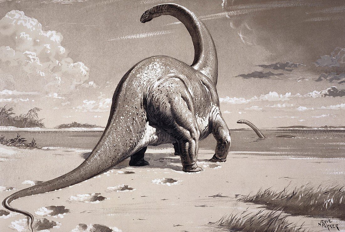 Cetiosaurus dinosaur,artwork