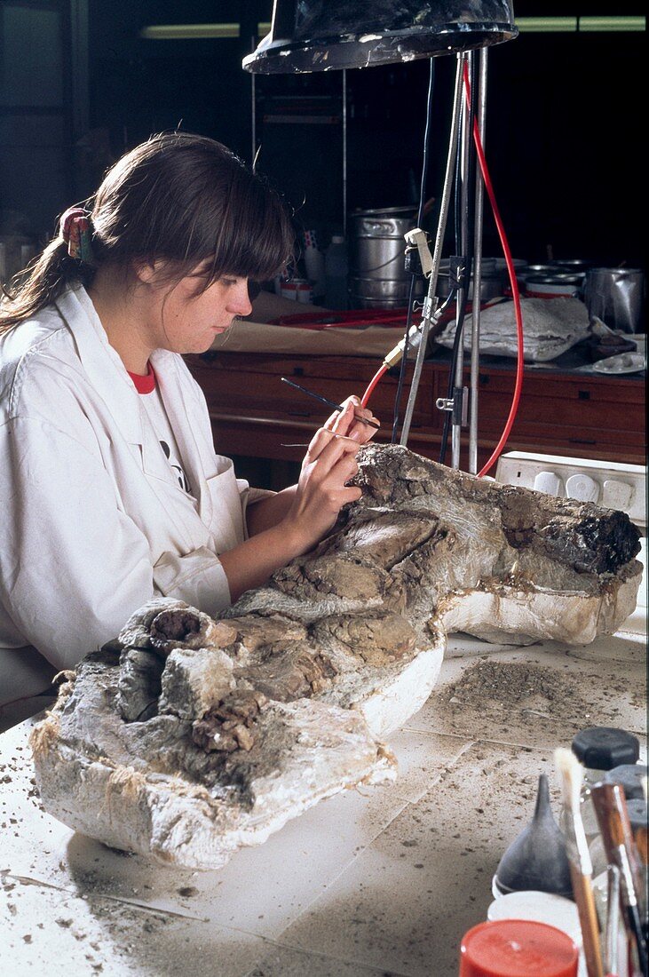 Edmontosaurus fossil laboratory work