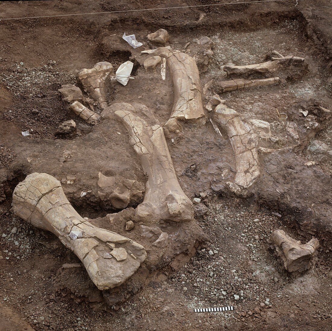 Rebbachisaurus fossil excavation,1988