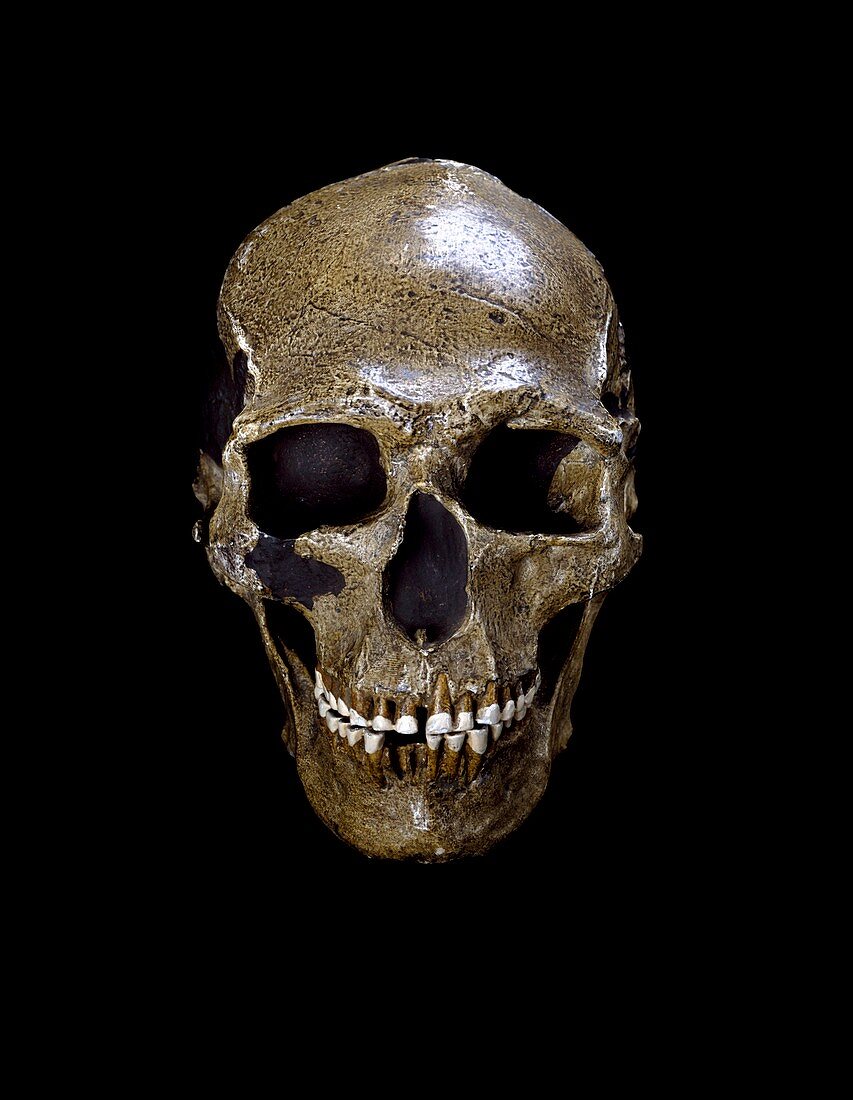 Prehistoric human skull (Predmosti 3)