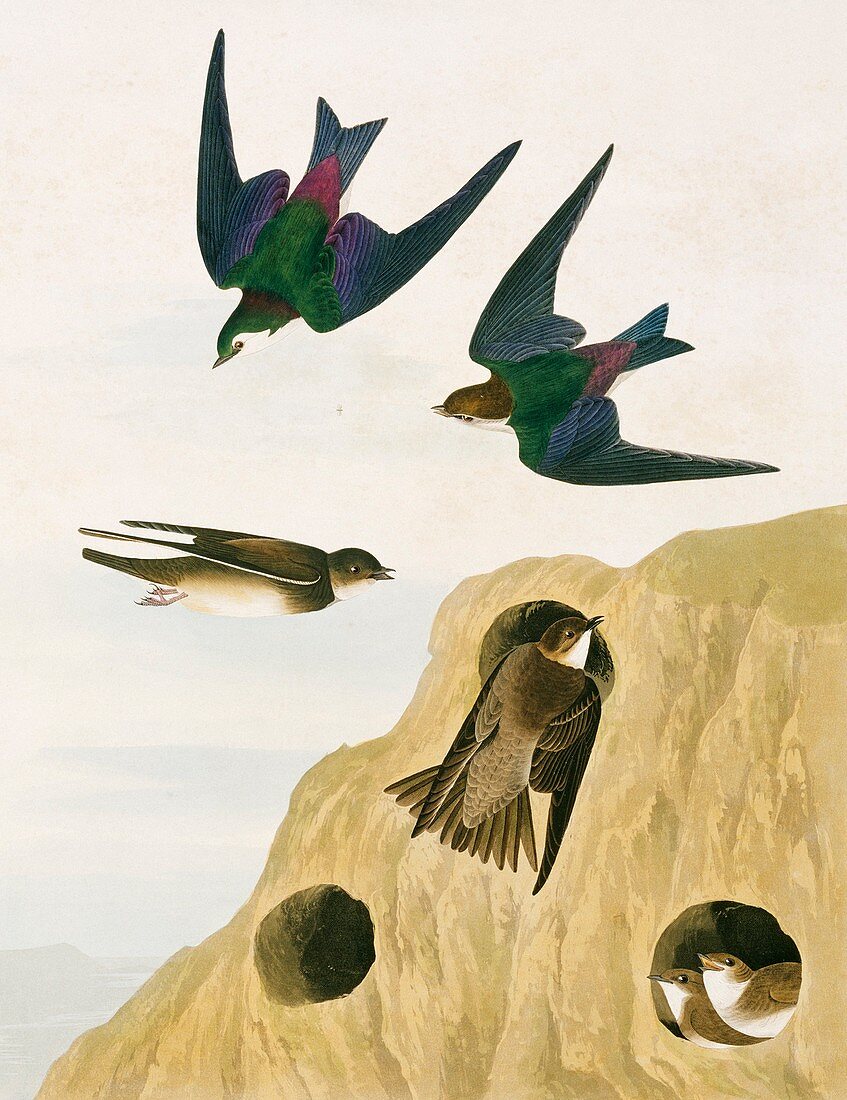 Swallows and martins,artwork