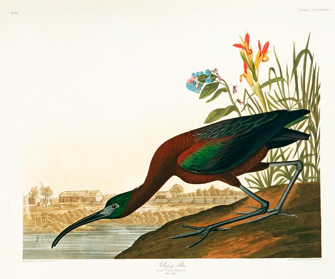 Glossy ibis,artwork