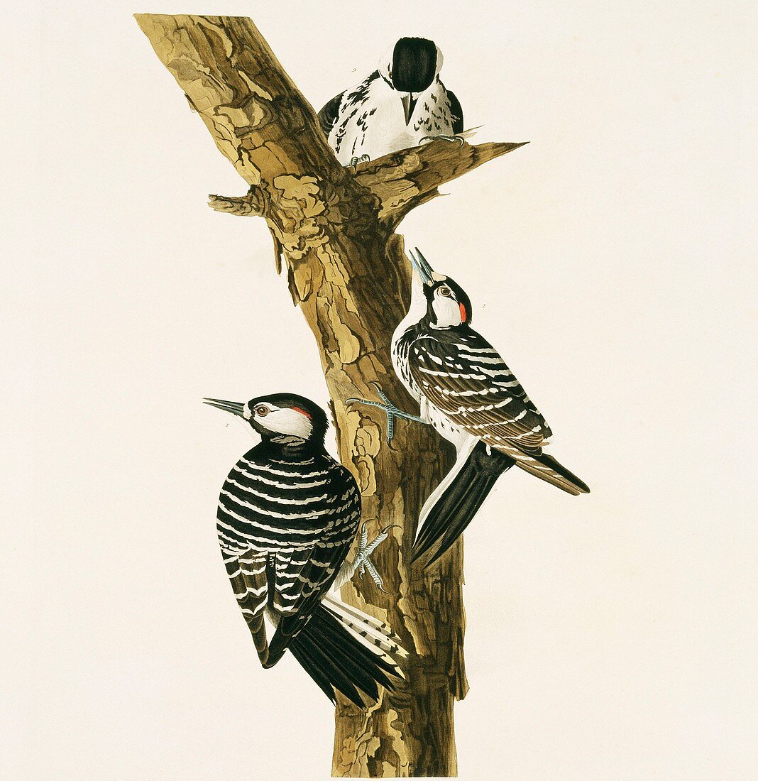 Red-Cockaded woodpecker,artwork