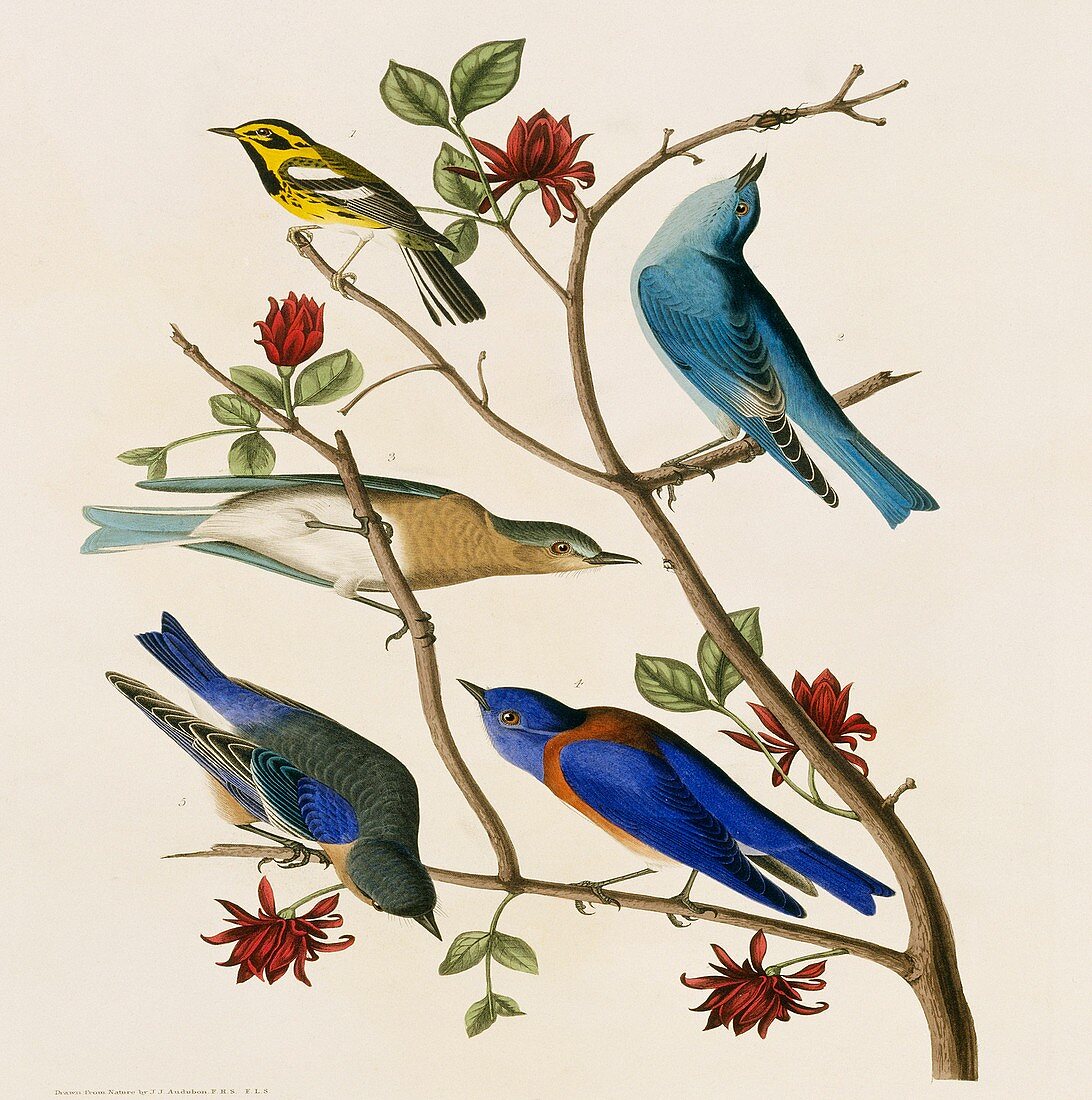 Bluebirds and Warbler,artwork
