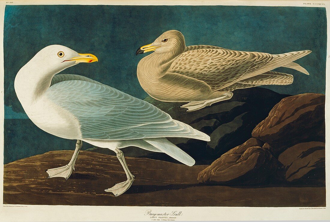 Glaucous gull,artwork