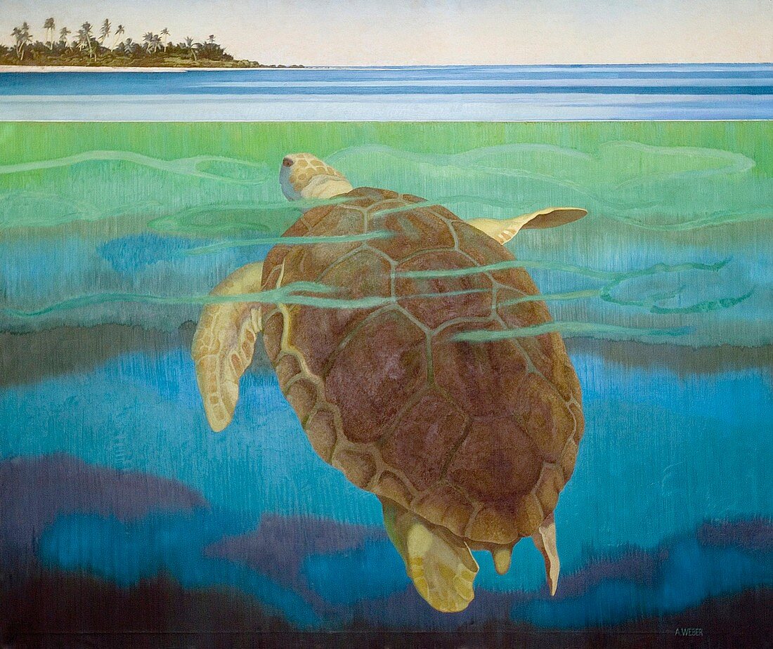 Marine turtle,artwork