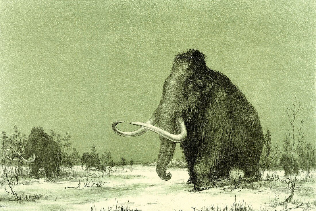 Woolly Mammoth,artwork