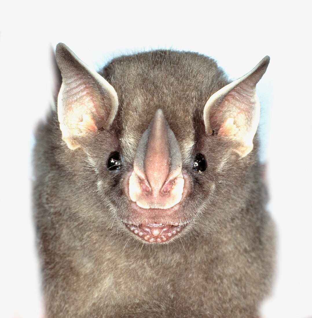 Thomas fruit-eating bat