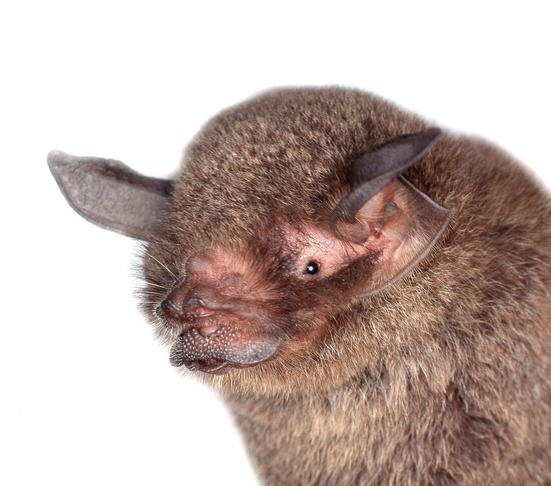 Common mustached bat