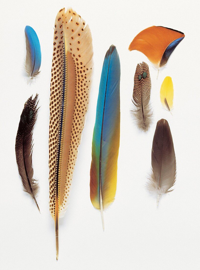 Collection of pigeon feathers