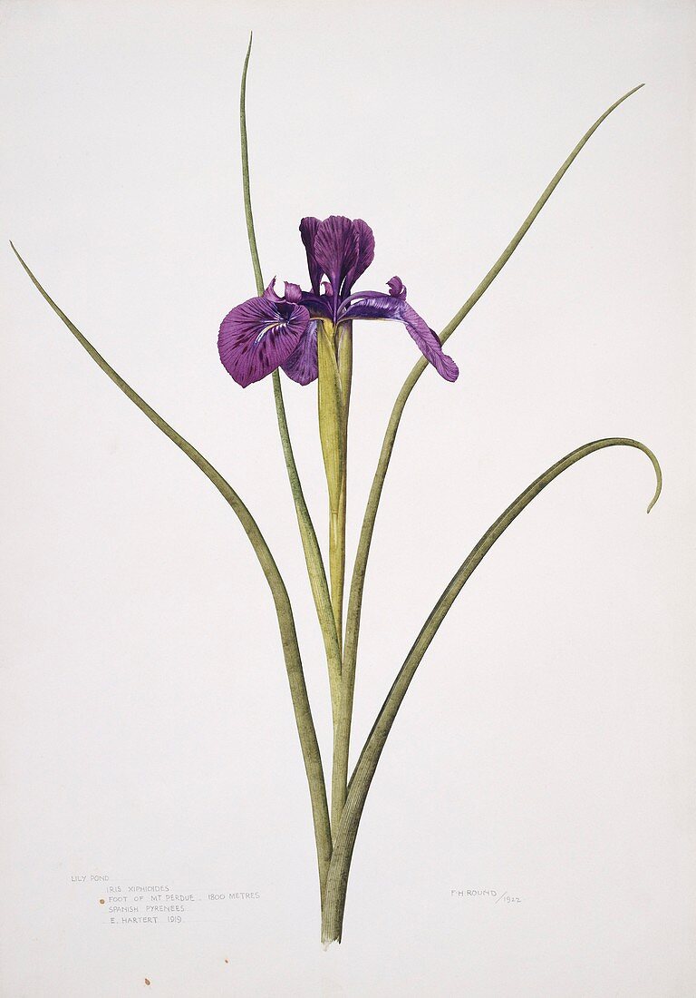 English iris Iris xiphioides,artwork